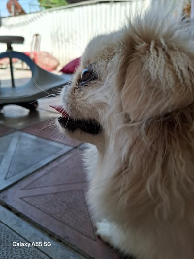 A light-colored dog with a fluffy coat is seen in a close-up profile shot, facing left. Its tongue is slightly extended from its mouth. The dog is positioned on a tiled floor with a geometric pattern. In the background, out of focus, is a white corrugated fence, some outdoor furniture including a chair and cushions, and a metallic object that appears to be a scale. The scene is outdoors, possibly in a yard or patio. The lower left corner of the image contains the text "Galaxy A55 5G". The location of Aghstafa, Azerbaijan is not visible in the image.