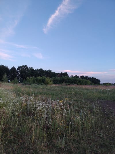 The image depicts a rural landscape at dusk, likely on the outskirts of Krutyye Vyselki, Russia. The scene features a dense line of dark green trees forming a natural border in the mid-ground. In front of the treeline, there's a varied undergrowth of bushes and greenery. The foreground is dominated by a field of tall, wild grasses and wildflowers in various shades of green, white, and yellow. The sky above is a gradient of pale blue, transitioning to a lighter hue near the horizon, with a few wispy white clouds, one more prominent and elongated in the upper left quadrant. The overall atmosphere is serene and natural, suggestive of an undeveloped area. There are no people or specific man-made structures visible in the frame.