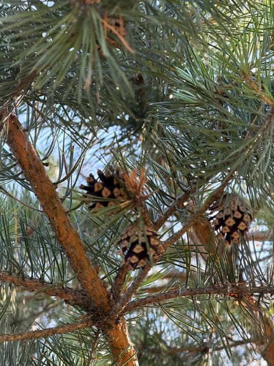 This is a close-up, eye-level, outdoor photograph of pine needles and pinecones on a pine tree branch. The branch is rough and textured with a reddish-brown hue. Numerous green pine needles are densely clustered around the branch. Three pinecones are visible in varying states of openness and are dark brown in color. The background is softly blurred, suggesting a bright, possibly sunny day, with hints of blue sky and diffused light filtering through the foliage. The image appears to be taken in a natural setting. No people or specific city landmarks are identifiable in the image. Given the provided location of Daugmale, Latvia, this image likely depicts a common scene in a Latvian forest or park.