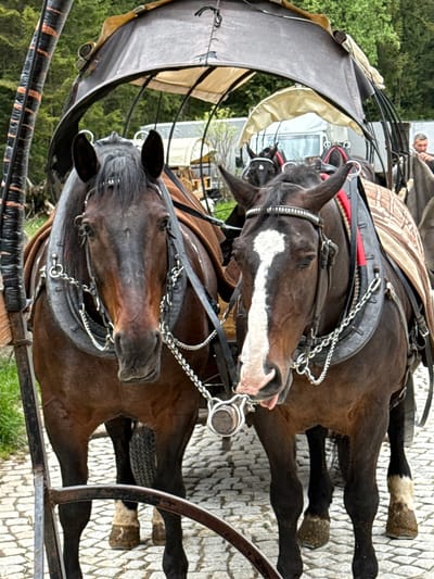 The image shows two brown horses harnessed to a carriage. The horses are oriented with their heads facing the top of the image. The horse in the top half of the image has a white stripe on its face. The carriage has a dark-colored canopy and visible metal framing. A person is partially visible at the top center of the image. The ground is paved with interlocking stones. The image was taken in the city of Brzegi, Poland.