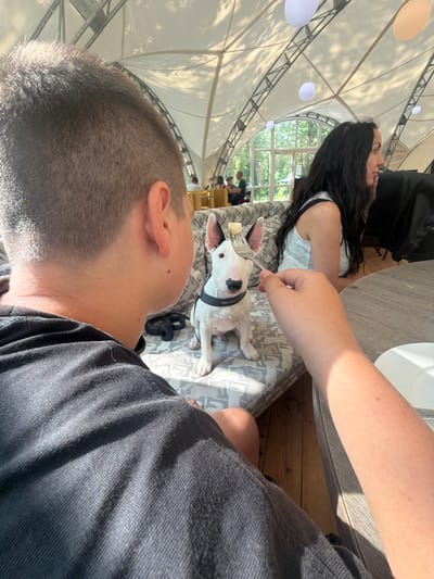 The image shows a Bull Terrier dog sitting on a cushioned bench under a large tented structure with metal supports. The dog is wearing a black collar. A fork with a piece of food on it is being held in front of the dog's nose by a person whose arm and hand are visible in the foreground, obscuring their face. To the right of the dog, a woman with long dark hair is seated, looking to the right. In the background, other people are visible, and large arched windows reveal a green, tree-filled outdoor environment. The overall setting appears to be an outdoor seating area, possibly a cafe or restaurant, with a white tent overhead. The location is identified as Morozovo, Russia.