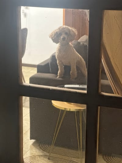 A medium-sized tan poodle sits in an office chair as seen through a dirty, multi-paned window. The location is unspecified, but based on the prompt it is in Γερακινή, Greece. The poodle is facing the window with its paws resting on the chair's armrest. The background is blurry.