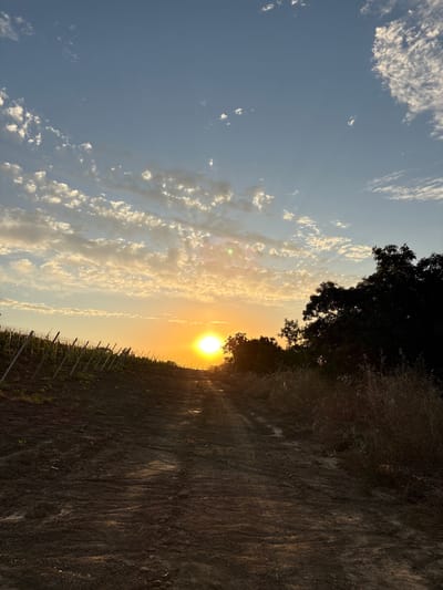 The image depicts a rural scene at sunset. A dirt road winds upwards through a field of dry grass and a vineyard with wooden stakes. The sun, a bright orange orb, is low on the horizon, casting a warm glow across the sky and illuminating the clouds. Silhouetted trees are visible on the right side of the frame, and on the left, the vineyard stretches towards the horizon. The sky is a gradient of blue and orange, with scattered white clouds. There are no people or animals visible in the image. The location is identified as Гурзуфский поселковый совет, Ukraine.