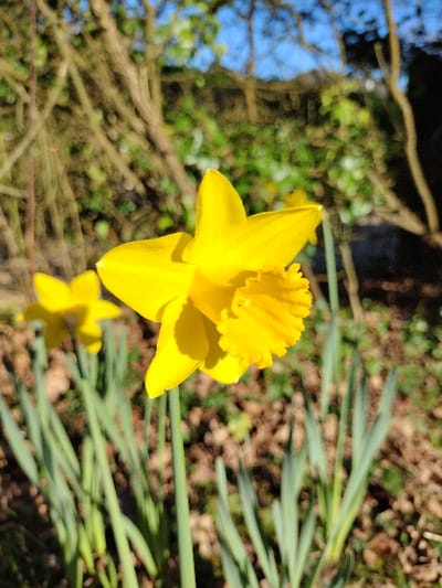 A brightly lit, close-up outdoor photograph displays a vibrant yellow daffodil (Narcissus pseudonarcissus) in sharp focus, positioned slightly right of center. The flower exhibits six prominent yellow perianth segments and a deeply ruffled, slightly darker yellow or orange-yellow central corona, illuminated by direct sunlight. A second, out-of-focus yellow daffodil is partially visible to the left. Both flowers are surrounded by green, strap-like leaves typical of the species. The immediate ground consists of blurred brown earth or detritus. The background features out-of-focus deciduous trees with bare branches and some green foliage, against a clear blue sky. The scene is set within the New Forest, United Kingdom, indicating an early spring environment. No human presence or actions are depicted.