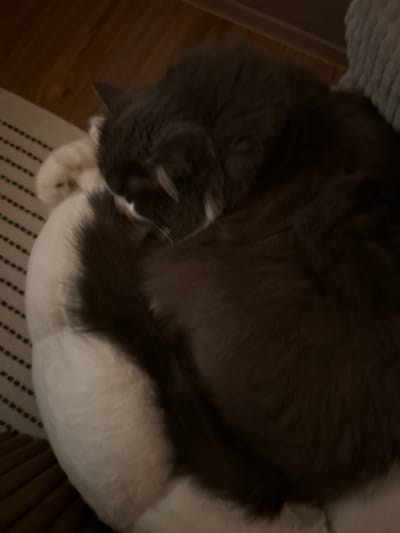 A fluffy, dark grey cat with white fur on its underside is curled up asleep on a soft, white pet bed. The pet bed has a striped pattern on its left side. The background shows wooden flooring and a textured grey surface, possibly a sofa or cushion. The scene appears to be indoors, likely in a residential setting. The image does not contain any identifiable landmarks or features to place it in Mokpo-si, South Korea.