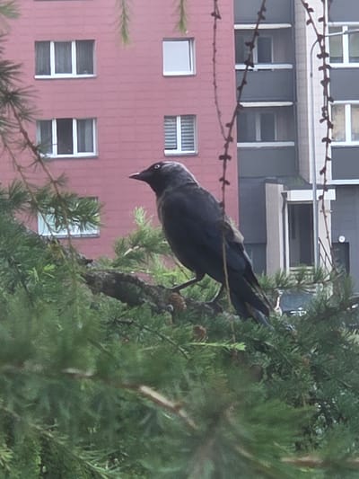 A dark bird, likely a jackdaw, is perched on a pine branch in the foreground. The bird is facing to the right, with its head slightly turned towards the viewer. Its plumage is dark grey to black, and it has a distinctive white eye. Behind the bird and tree, a pink building with multiple windows is visible. To the right of the pink building is a grey building with balconies and windows. The overall environment appears to be urban, suggesting this could be a residential area in the city of Širvintos, Lithuania. The image is taken at eye level, with the focus primarily on the bird and the immediate branch it's perched on. The lighting suggests it is daytime, possibly overcast.