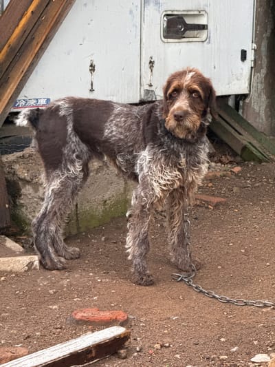 A medium-sized, brown and white wirehaired dog is standing on dirt and gravel. The dog has a shaggy coat and a chain around its neck. In the background, there is a white truck with some wooden planks leaning against it and to the left. There is also a concrete wall on the right side of the image. The scene appears to be outdoors in an urban or industrial setting. It is not possible to determine the specific location within the city of Ptichnik, Russia.