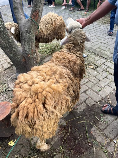 In Paya Geli, Indonesia, the scene features a large, sheep with thick, yellowish-brown wool as the main subject. It is positioned on the ground near a branch, which is secured with a green rope. An individual is holding the sheep's head. Additional figures stand nearby. The ground consists of dirt and some greenery. There are brick pavers in the background.