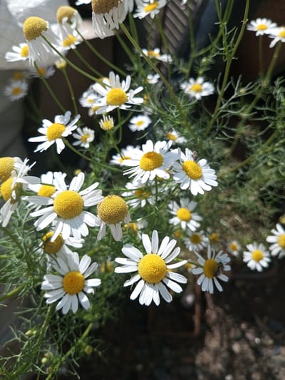 A close-up, low-angle shot captures a cluster of white daisies with bright yellow centers. The flowers are in various stages of bloom, with some petals slightly wilted. Delicate green foliage surrounds the blossoms. The background is a blur of dark greens and browns, suggesting an outdoor setting. In the upper right quadrant of the image, a small insect, possibly a bee, is visible on one of the daisy petals. The lighting suggests a bright, sunny day, casting shadows and highlights on the flowers. The image appears to be taken in Zavyalovo, Russia.