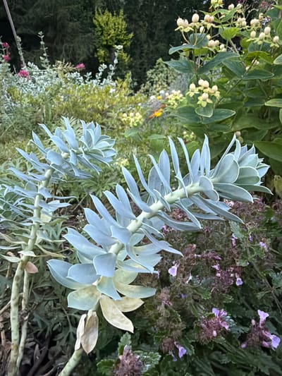 A medium shot captures an outdoor garden scene, likely in Creußen, Germany, given the provided context. The foreground is dominated by two pale blue-green succulents with thick, fleshy leaves arranged in a spiral pattern along stout stems. The succulent on the left is taller and more upright, while the one on the right arches diagonally towards the viewer.
In the background, a variety of other plants create a lush, layered effect. To the left, there are smaller plants with silvery-green foliage and hints of pink flowers. Towards the upper right, a plant with bright green leaves is adorned with clusters of small, pale yellow, bulbous fruits or seed pods. The middle ground features a dense arrangement of darker green foliage interspersed with clusters of small, delicate purple flowers. The overall lighting suggests it is daytime, with soft shadows indicating diffused light. The scene is devoid of any people or discernible human activity, presenting a naturalistic view of a garden.