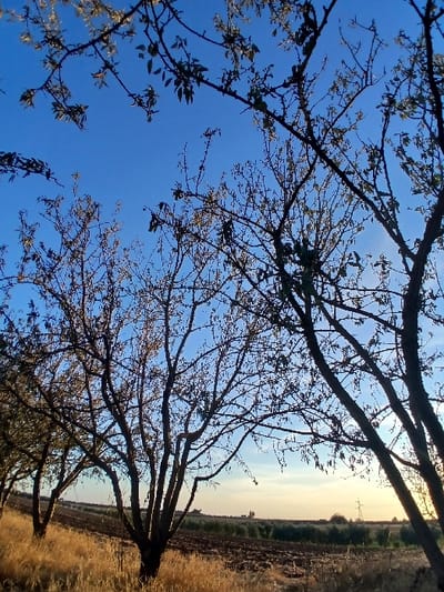 This image displays an agricultural landscape in Oued Jdida, Morocco, observed from a low vantage point looking towards the horizon. The upper two-thirds of the frame consist of a clear sky, transitioning from a deep blue overhead to a lighter blue, yellow, and orange gradient near the horizon, indicating either sunrise or sunset. Several deciduous trees with dark, largely bare or sparsely leafed branches are silhouetted in the foreground and midground, their intricate branch structures prominent against the bright sky. The immediate ground surface is covered in dry, golden-brown grasses, illuminated by a warm, low-angle light. Beyond this, a section of dark, tilled earth is visible, indicative of cultivated land. Further in the distance, a horizontal band of green vegetation, possibly an orchard or planted field, stretches across the scene. The distant horizon reveals several dark, indistinct structures, including buildings of a settlement and an electrical transmission pylon. No human figures or animals are present, and no overt actions or interactions are depicted.