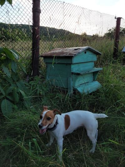 A Jack Russell Terrier stands in overgrown grass in front of a rustic, green wooden beehive. The beehive has a weathered, rusty metal roof and multiple levels. Behind the beehive, a chain-link fence runs horizontally across the frame, with a rusty metal pole supporting it. Beyond the fence, a green, wooded hillside is visible under a pale sky. The scene appears to be in a rural or semi-rural area, possibly on the outskirts of Gorna Verenitsa, Bulgaria. The dog is looking to its left with its tongue out, appearing alert and possibly panting from the heat. The overall impression is one of a quiet, natural setting.
