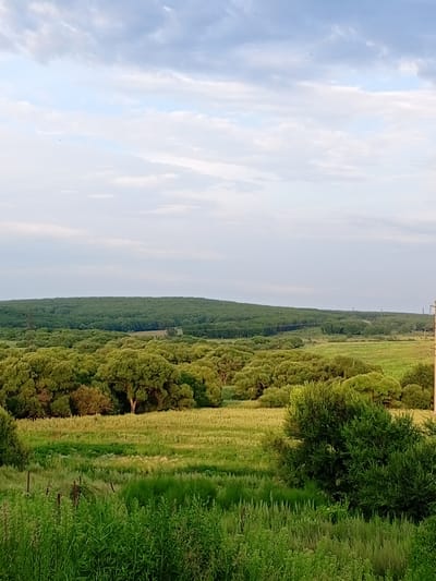 The image depicts a serene, rural landscape at dusk in Nekruglovo, Russia. A vast expanse of rolling green hills covered in dense forest dominates the mid-ground and background, transitioning to a lighter green further back. The foreground is characterized by lush, tall green grass and vegetation, with hints of a field of grain. A few weathered fence posts are visible among the grass. In the distance, a solitary utility pole with power lines stands against the sky. The sky is a soft gradient of pale blue and white, with scattered, wispy clouds that suggest the day is ending. No people or animals are visible in the scene. The overall impression is one of natural tranquility and expansive, undeveloped countryside.