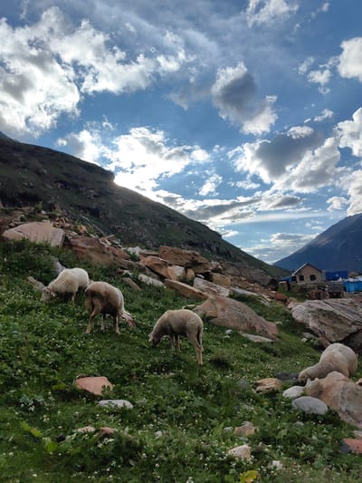The image shows a picturesque mountain landscape in Gramphu, India, under a dramatic sky filled with white and grey clouds. The foreground is dominated by a grassy slope dotted with small white flowers and interspersed with large, weathered rocks. Several sheep are grazing on the lush vegetation. Three sheep are in the mid-ground, two are grazing and one is standing. Another sheep is visible in the far right foreground. In the background, a steep, green mountain rises to the left, with a patch of sunlight breaking through the clouds, illuminating a section of the slope. To the right, a small settlement is visible, featuring a brick building and several blue structures, possibly temporary shelters, with some vehicles. The overall scene conveys a sense of rural tranquility and the raw beauty of the Himalayan region.