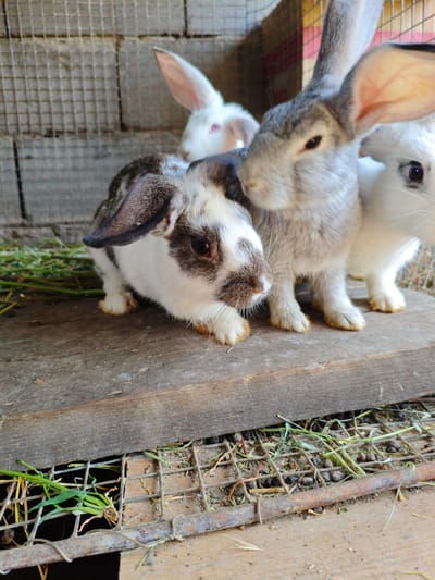 The image shows a close-up view of several rabbits in an enclosure. The rabbits are of various colors, including white, gray, and brown and white spotted. They are standing on a wooden surface. In the background, there is a wire cage and some hay. The lighting suggests it is daytime. The location is identified as the city of Şy, Kazakhstan, though this specific context is not visually evident in the image itself.