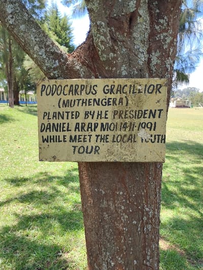An outdoor scene in Karai ward, Kenya, depicts a mature tree trunk with a weathered, rectangular sign affixed to it. The sign, light beige with black block lettering, reads: "PODOCARPUS GRACILIOR (MUTHENGERA) PLANTED BY H.E PRESIDENT DANIEL ARAP MOI 14-11-1991 WHILE MEET THE LOCAL YOUTH TOUR". The tree's bark is textured, exhibiting shades of brown and grey, with patches of light-colored lichen. The immediate foreground consists of short, green grass. In the background, extending across a grassy field, are several conifer trees. To the far left, partially obscured by these trees, a building with light-colored walls and a dark roof is visible. To the right, in the distance, another light-colored building with a dark roof is situated on a gentle rise. The sky is clear blue with minimal cloud cover, indicating daylight conditions. No individuals are present.