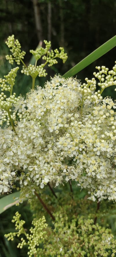 The image shows a close-up, vertical shot of a blooming plant with numerous small white flowers and clusters of green buds. The flowers are delicate, with visible stamens, and are densely packed together, forming a frothy mass. Some of the flower clusters are still in bud stage, appearing as tiny, tightly closed green spheres. A long, green leaf, possibly from the same plant or a neighboring one, cuts across the upper right portion of the frame. The background is a dark, out-of-focus blur of green foliage and trees, suggesting a natural outdoor setting. The location is specified as Московский Ветеран Снт, Russia.
