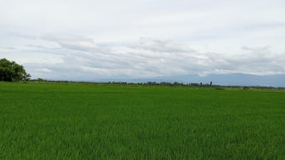 A wide, lush green rice paddy fills the foreground of the image. The rice stalks are densely packed and uniformly cut, creating a smooth carpet of vibrant green. In the middle ground, a line of trees and vegetation forms a border between the field and the distant landscape. Behind the trees, a range of hazy blue mountains stretches across the horizon, their peaks softened by the atmosphere. The sky above is a mix of pale blue and soft grey clouds, with a few small, dark birds visible in the distance. The overall impression is one of a serene and expansive rural landscape.