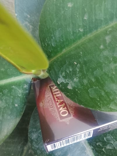 The image shows a close-up of a pack of cigarettes, branded "MILANO ROSSO," nestled between the large, glossy green leaves of a plant. The leaves appear slightly dusty. The cigarette pack is dark red with gold lettering and decorative elements. A barcode is visible along the bottom edge of the pack. The background consists of more green leaves, suggesting an outdoor or indoor setting with abundant plant life. The lighting suggests it is daytime. There are no people or animals present in the image, and no actions are being performed. The scene appears to be a still life composition focused on the cigarette pack and the surrounding foliage. The location of Sharg'un, Uzbekistan is not depicted or suggested by any elements in the image.