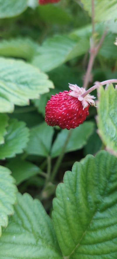 An extreme close-up shot focuses on a single, ripe wild strawberry, bright red and covered in tiny seeds, hanging from a thin, pale stem. Delicate, light pink, almost white, sepals cradle the base of the berry. The strawberry is positioned in the center-right of the frame. Surrounding the berry are lush, green leaves with serrated edges, some in sharp focus and others blurred into soft bokeh, creating a natural, outdoor setting. The image was taken in Vichuga, Russia.