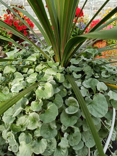 This is a close-up, eye-level, outdoor, daytime, natural light photograph taken in Tuusniemi, Finland. The image focuses on a planter containing a variety of plants. Prominently featured are the long, green, sword-like leaves of a plant in the center, with hints of red streaks. These leaves are interspersed with numerous smaller, rounded, heart-shaped leaves that are a muted green color with silvery-white variegation. In the background, slightly out of focus, are other plants with bright red and yellow flowers, suggesting a garden or nursery setting. The overall impression is one of lush, varied foliage.