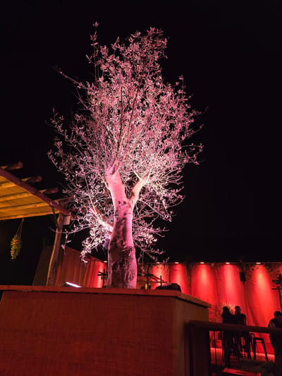 The image depicts an outdoor nighttime scene, likely a venue in Oudenaarde, Belgium. A mature tree, illuminated with pinkish-red light, stands as the central subject, its branches silhouetted against the dark sky. To the left, a wooden pergola with a thatched roof is visible, with a hanging basket of greenery. The background features a textured wall illuminated by multiple red uplights, creating a dramatic ambiance. Several individuals are present, mostly in silhouette due to the lighting, standing or sitting near tables and chairs. The overall atmosphere suggests a social gathering or event.