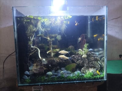 A rectangular glass aquarium, illuminated by a bright white LED fixture positioned above, is centrally placed indoors in the city of Pasir Muncang, Indonesia. The tank contains an active aquascape. Floating aquatic plants with extensive root systems populate the water surface, primarily on the left. The internal environment features two light-colored fish with dark fin tips swimming in the mid-ground. Near the upper right surface, one orange and black patterned fish is visible, accompanied by a group of multiple smaller yellow fish further in the background. A single small, bright yellow fish rests on the substrate in the lower right.
The aquascape's hardscape includes a prominent light-colored, multi-branched driftwood structure resembling a submerged tree on the left, with some sections covered in moss. The substrate is a mix of dark material and various sizes of grey and black rounded stones, over which a dense carpet of short, bright green grass-like aquatic plants grows in the foreground. On the right, dark, textured rocks rise from the substrate, supporting smaller green leafy plants. A distinct reddish-brown, vertical driftwood piece is positioned deeper in the right background.
The aquarium is positioned against a light brown, textured wall. A black electrical cable runs vertically behind the left side of the tank. A small, white sticker with green elements is adhered to the bottom front edge of the aquarium. A dark green surface is partially visible to the immediate right of the tank.