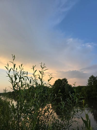 The image depicts a serene natural scene at sunset in the village of Togashevo, Russia. In the foreground, tall, green plants with slender leaves dominate the left side of the frame, their silhouettes reaching towards the sky. Behind the foliage, a calm river flows, reflecting the warm hues of the setting sun and the muted blues and grays of the sky. The water is still, with subtle ripples disturbing its surface.

Further in the background, a dense line of trees forms a dark green border along the riverbank, their shapes softened by the twilight. The sky above is a gradient of soft oranges and yellows near the horizon, transitioning into a pale blue as it ascends. Scattered, wispy clouds drift across the sky, adding texture and depth. The overall atmosphere is tranquil and peaceful, capturing the essence of a quiet evening in the Russian countryside. No people are visible in the image.