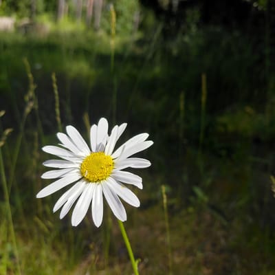 A close-up, slightly overhead shot focuses on a single white daisy with a bright yellow center. The daisy is positioned on the right side of the frame, with its petals fanned out, some appearing slightly curled. A thin green stem is visible extending diagonally upwards from behind the flower. The background is a blur of dark green and brown, suggesting foliage and possibly grass, with some lighter, out-of-focus areas hinting at sunlight filtering through. The scene is outdoors, in a natural setting, likely a field or meadow. The lighting suggests it could be daytime, possibly late morning or afternoon, with the sun illuminating the flower. There is no text visible in the image.