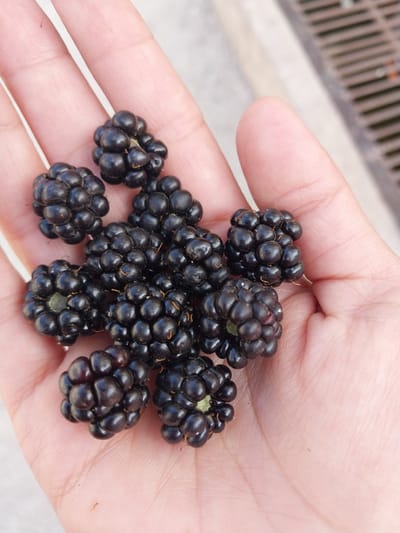 In the Rohati Community of villages, Tajikistan, a hand is holding a cluster of ripe blackberries. The blackberries are dark purple to black, with a glossy surface, and are composed of numerous small drupelets. The hand, which appears to be that of an adult, is cupped to hold the berries, and the skin is lightly tanned. The background shows a paved surface with a drain grate, suggesting an outdoor urban or semi-urban setting. The lighting is natural, casting soft shadows.