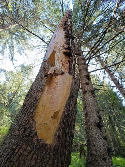 In the city of Sarsai, India, a damaged tree stands in a forest. The tree's bark is rough and dark brown, with a large section of the trunk broken away, exposing a lighter, yellowish wood underneath. The exposed wood has a textured, splintered surface with some resinous-looking droplets. The tree is surrounded by other trees with similar rough bark and evergreen foliage, and the ground is covered in green grass and other low-lying vegetation. The sky is visible through the branches, appearing bright and possibly overcast.