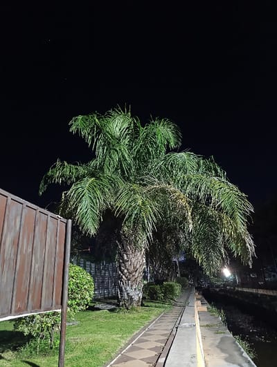 The image shows a large palm tree illuminated by an unknown light source. It stands on a paved walkway, a sidewalk with a yellow stripe running parallel to it. The walkway leads to a concrete channel filled with water. The scene is set against a dark night sky with few visible stars. There is a large rectangular metal billboard in the foreground, obscured by foliage. The image was taken in Kecamatan Panji, Indonesia, at latitude: -7.697, longitude: 114.032.