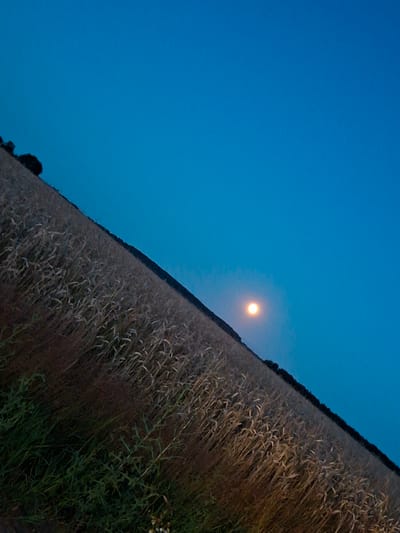The image shows a field of wheat under a twilight sky. A full moon is visible in the upper right quadrant of the image, casting a soft glow on the scene. The wheat stalks are golden and dry, indicating that the crop is ready for harvest. The field slopes upwards towards a dark line of trees in the distance. The sky is a deep blue, with no clouds visible. The overall impression is one of peace and tranquility. The image was taken in the city of Slavyenski Sel'ski Soviet, Belarus.