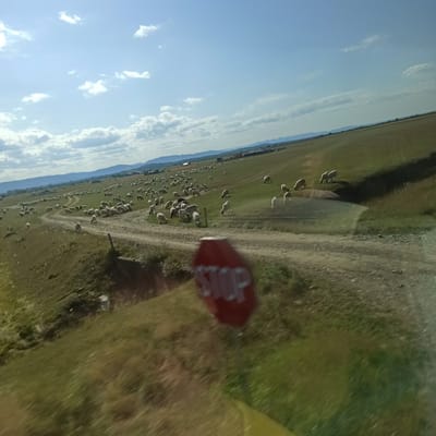 The image captures a vast, rolling green landscape with a flock of sheep grazing in the distance. The sky above is a bright blue, dotted with scattered white clouds. A dirt road winds through the grassy terrain, and on this road, a red octagonal stop sign is visible in the foreground, partially blurred due to motion. In the background, a cluster of buildings and structures can be seen, along with a range of distant hills or mountains. The overall impression is one of a rural, open-air environment. The image does not provide specific details or context to pinpoint a location within the city of Rădăuți, Romania.