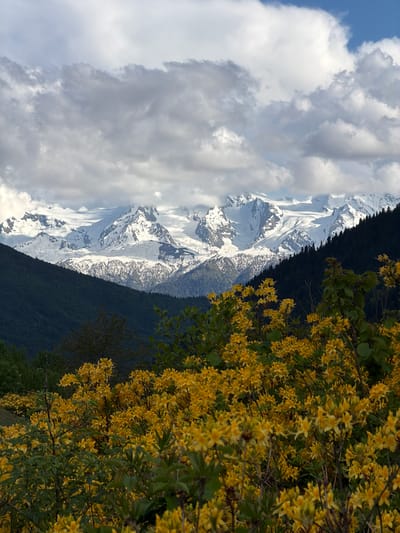 This is a landscape photograph taken in Mazeri, Georgia. In the foreground, there is a dense growth of vibrant yellow flowers, likely rhododendrons, with green leaves. These flowers fill the lower half of the frame, creating a colorful and textured carpet. Behind the flowers, the middle ground features dark green, tree-covered slopes that rise steeply. In the background, a majestic mountain range dominates the scene. The peaks of these mountains are covered in snow and glaciers, with some rocky outcrops visible. The sky above is partly cloudy, with large, dramatic clouds casting shadows on the mountains. The lighting suggests it is daytime, possibly late afternoon, with the sun breaking through the clouds in some areas, illuminating the snow-capped peaks. The overall scene depicts a beautiful mountain landscape with blooming flowers in the foreground.