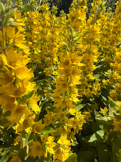 This is a close-up, eye-level, full-frame shot of a dense cluster of bright yellow flowers, likely Lysimachia punctata, commonly known as spotted loosestrife. The flowers are star-shaped with five petals and are arranged in whorls along upright stems. The petals are a vibrant yellow, with some showing subtle orange or reddish markings near the center. The foliage is a rich green, with long, lance-shaped leaves. Sunlight filters through the dense foliage, creating areas of bright illumination and deep shadow, highlighting the textures of the petals and leaves. The background is a blurred dark green, suggesting more foliage or possibly a shaded area. The image appears to be taken outdoors during daylight hours, likely in a garden or natural setting. There are no people, animals, or man-made structures visible in the frame. The image captures a section of the abundant flora often found in Tarusa, Russia, a city known for its natural beauty and artistic heritage, where such vibrant wildflowers commonly thrive in its gardens and along its riverbanks.