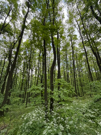 The image depicts a forest landscape, viewed from a low angle looking upward. Tall, slender trees with green leaves dominate the frame. The trees are densely packed, creating a sense of enclosure. Sunlight filters through the canopy, casting dappled light on the ground. The foreground consists of various plants and shrubs, including some with small white flowers. The photograph's location is within the Sremski Karlovci Municipality, Serbia.