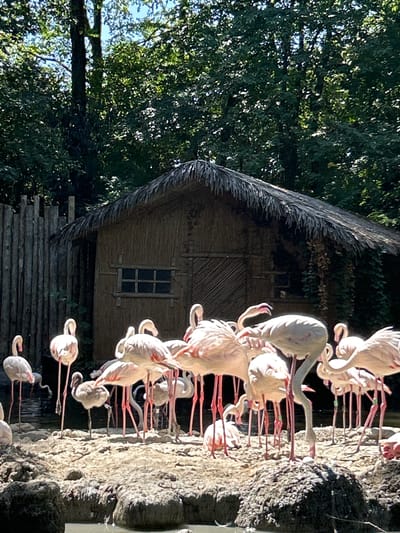A flock of flamingos stands on a rocky shore in front of a thatched-roof hut with a wooden fence to its left. The flamingos are mostly pink and white, with long legs and necks. They are gathered around a nest on a rock in the foreground. The hut is small and appears to be made of bamboo or reeds, with a single window. The fence is made of vertical wooden posts. The background is filled with lush green trees. This scene is located at the Zonnebeke Memorial Park in Zonnebeke, Belgium.