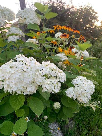 A close-up, eye-level, medium shot captures a garden bed overflowing with white hydrangeas and orange coneflowers. The hydrangeas, in the foreground, are large and full, with clusters of small white florets. Behind them, the orange coneflowers add a splash of vibrant color. Lush green leaves fill the spaces between the flowers. In the background, the soft glow of a sunset filters through the trees, casting a warm light on the scene. The ground is covered in green grass, with a few small white wildflowers interspersed. The image appears to be taken in the city of Kavalerovo, Russia, during the summer months, likely in the late afternoon or early evening. There are no people or animals visible in the image, and no actions or interactions are taking place. The overall impression is one of a peaceful and serene garden setting.
