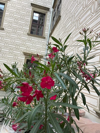 This is a photograph taken from a high angle, looking down on a building facade adorned with a geometric patterned stucco. The pattern consists of a white background with a repeating motif of elongated hexagons with internal lines, creating a sense of depth and symmetry. Two windows with dark-framed panes are visible on the facade. A lush plant with long, slender, grey-green leaves and bright pink flowers is in the foreground, partially obscuring the building. The flowers are clustered on stems, with some in full bloom and others as buds. The scene appears to be outdoors, possibly in a courtyard or on a balcony, given the plant and the architectural elements. The lighting suggests it could be daytime, with diffused light, indicating either an overcast day or shaded conditions. The overall impression is one of urban greenery set against a decorative architectural backdrop. No people are visible in the image. There is no visible text. The location context is Rosice, Czechia.