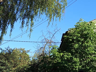 The image shows a clear blue sky with overhead power lines running across the frame. Lush green foliage from trees frames the bottom and right sides of the image, with a large tree with drooping branches visible in the upper left. To the right, the corner of a building with a dark roof and light-colored walls is visible, partially obscured by the dense leaves of a tree. A leafless, gnarled tree with thin branches stands in the center, between the power lines and the building. The scene appears to be an outdoor view, possibly from a residential area in the city of Oktyabrskiy, Russia, given the presence of residential buildings and vegetation.