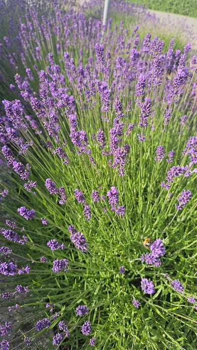 A close-up, high-angle view captures a dense patch of blooming lavender plants. The lavender flowers are a vibrant purple, clustered tightly on green stalks that fan out from the base of the plant. Sunlight illuminates the scene, casting soft shadows and highlighting the intricate details of the petals and leaves. In the lower right quadrant, a bee is visible, actively foraging among the blossoms. The background shows a blurred expanse of more lavender plants and a hint of a paved walkway, suggesting an outdoor setting, possibly a garden or park in Philippeville, Belgium. The overall impression is one of a serene and natural environment.
