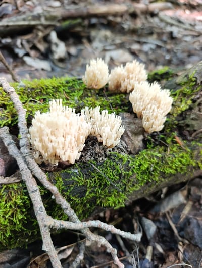 This media file captures a close-up view of a cluster of delicate, cream-colored coral fungi growing on a moss-covered log. The fungi have a branching, coral-like structure with numerous small, finger-like projections. The log itself is dark and appears to be decaying, with rich green moss carpeting its surface. Several thin, dry twigs or branches lie across the log and in the foreground, adding a sense of natural wilderness. The background is a blur of muted browns and grays, suggesting a forest floor with fallen leaves and other organic debris. The lighting is soft, hinting at an overcast day or a shaded area within a forest. The focus is sharp on the fungi and the moss, highlighting their intricate textures. The overall impression is one of quiet natural beauty, showcasing the small wonders of a forest ecosystem. The location context provided is Dimitrovskii, Russia. There is no visible text in the image.