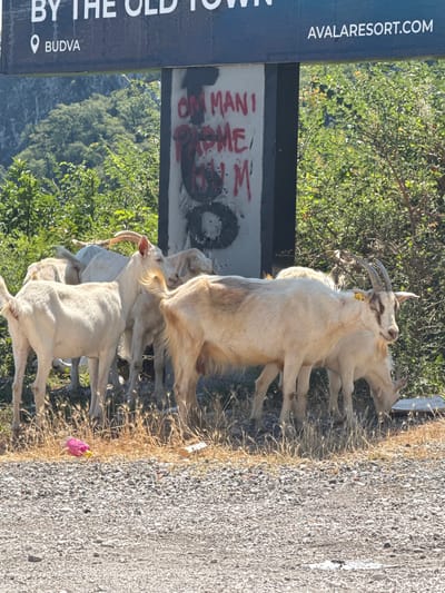 The image shows a group of goats in Bukovik, Montenegro, in front of a billboard that reads "BY THE OLD TOWN BUDVA" and "AVALARESORT.COM". The goats are standing on a gravelly area with dry grass. A black pole with graffiti in red spray paint is behind the goats. There is also some litter on the ground, including a pink bottle and a white bottle. The background consists of green trees and a mountain.
