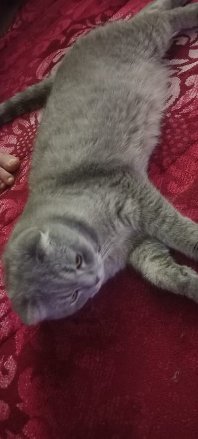 A gray Scottish Fold cat with orange eyes is lying on a red textured surface. The cat is positioned diagonally with its head to the left and its body extending to the right. The background is a deep red fabric with a lighter, possibly white, patterned texture. A person's foot with visible toes and toenails is present in the upper left portion of the image, near the cat's head. The overall lighting is dim, suggesting an indoor setting. The image does not provide any information to determine its location in Isparta, Turkey.