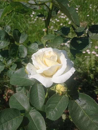 A close-up, outdoor shot focuses on a white rose in full bloom, its petals a creamy white with hints of yellow at the center. The rose is surrounded by dark green leaves, some of which are dappled with sunlight and shadow. To the right of the bloom, a small, yellow rosebud is visible. The background is a blur of green grass with scattered small white flowers. The scene appears to be in a garden or park setting within the Дукорскі сельскі Савет, Belarus.