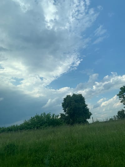 A wide shot captures a grassy field with tall grass and wildflowers, leading to a dense line of green trees in the distance. A large, dark green tree stands prominently in the middle ground, with a utility pole and wire visible behind it. The sky above is a mix of blue sky and dramatic, heavy clouds, suggesting an impending storm or recent rainfall. The location is specified as Грозаўскі сельскі Савет, Belarus. There are no people or animals visible in the frame.