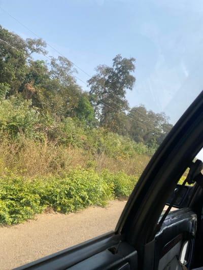 The image presents a daytime view from inside a vehicle, looking out a side window at an oblique angle, likely in Unguwar Gaya, Nigeria. The top left portion of the frame is dominated by a clear, bright blue sky with faint, wispy cloud patterns. Several thin power lines or utility wires traverse the sky, extending through the tree canopy below.
The landscape features a diverse range of vegetation. A dense forest of trees with varying shades of green foliage occupies the middle ground, with some trees appearing taller and more established, while others are lower-lying bushes and shrubs. Sections of the vegetation show drier, brownish tones, suggesting mixed health or seasonal changes.
In the foreground, on the right side, the dark, angular frame of the vehicle's interior, possibly a door or window frame, is prominently visible. Beyond this frame, a light brown, unpaved or dirt road runs alongside the vehicle's perspective. Immediately bordering the road is a strip of vibrant, healthy green bushes, contrasting with some of the drier vegetation further back from the road. Parts of the vehicle's dark interior, such as upholstery or panels, are also faintly visible.
The scene is brightly lit by natural sunlight, indicating a clear, fair weather day. The combination of rural road, varied vegetation, and power lines suggests a countryside or semi-urban setting. No human activity or visible text is present in the image.