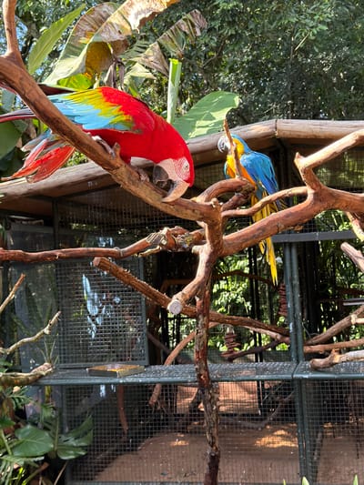 Two macaws are perched on tree branches within an enclosure at an aviary, likely Foz do Iguaçu, Brazil. The foreground features a vibrant red, green, and blue macaw, its feathers catching the sunlight. In the mid-ground, a blue and yellow macaw is partially visible, also perched on a branch. The branches are weathered and textured, suggesting they are part of the natural environment within the enclosure. Behind the birds, a metal mesh cage structure is evident, with lush green foliage and trees visible through it, indicating an outdoor setting. The lighting suggests it is daytime, with dappled sunlight filtering through the leaves. The overall scene conveys a sense of natural beauty and the presence of exotic wildlife in a controlled environment. There is no visible text in the image.