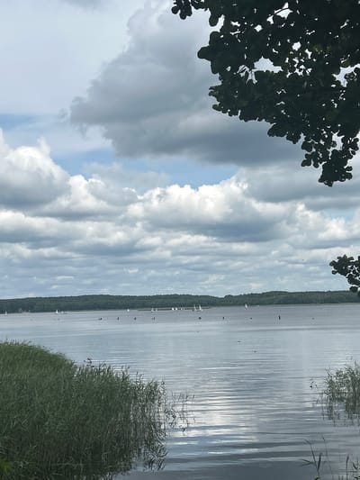 The image depicts a serene lake scene under a cloudy sky. In the foreground, tall green reeds line the left bank, their reflections shimmering on the water's surface. The lake itself is calm, with gentle ripples creating a textured pattern. Scattered across the water are numerous sailboats, their white sails a contrast against the muted tones of the lake and sky. In the distance, a dense line of dark green trees forms the horizon, suggesting a forested shoreline. The upper right corner of the image is framed by the dark silhouette of tree branches and leaves, partially obscuring the sky. The sky is filled with a dramatic arrangement of grey and white clouds, with patches of blue peeking through. The overall impression is one of a tranquil, overcast day on a lake, possibly in the Азёрскі сельскі Савет region of Belarus, given the context.